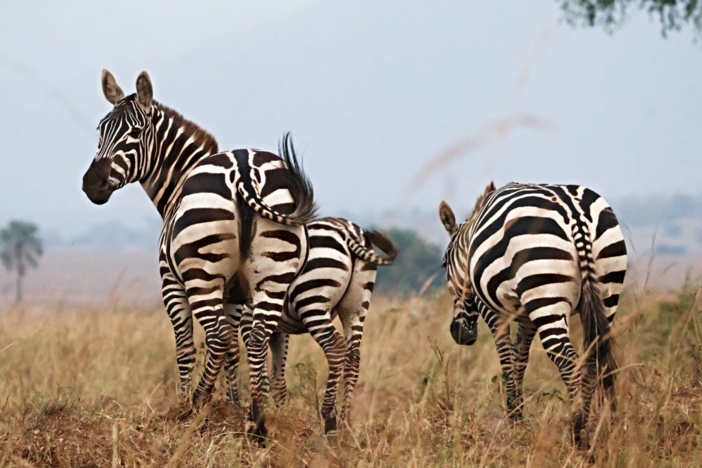 zebra-uganda-habari-uganda