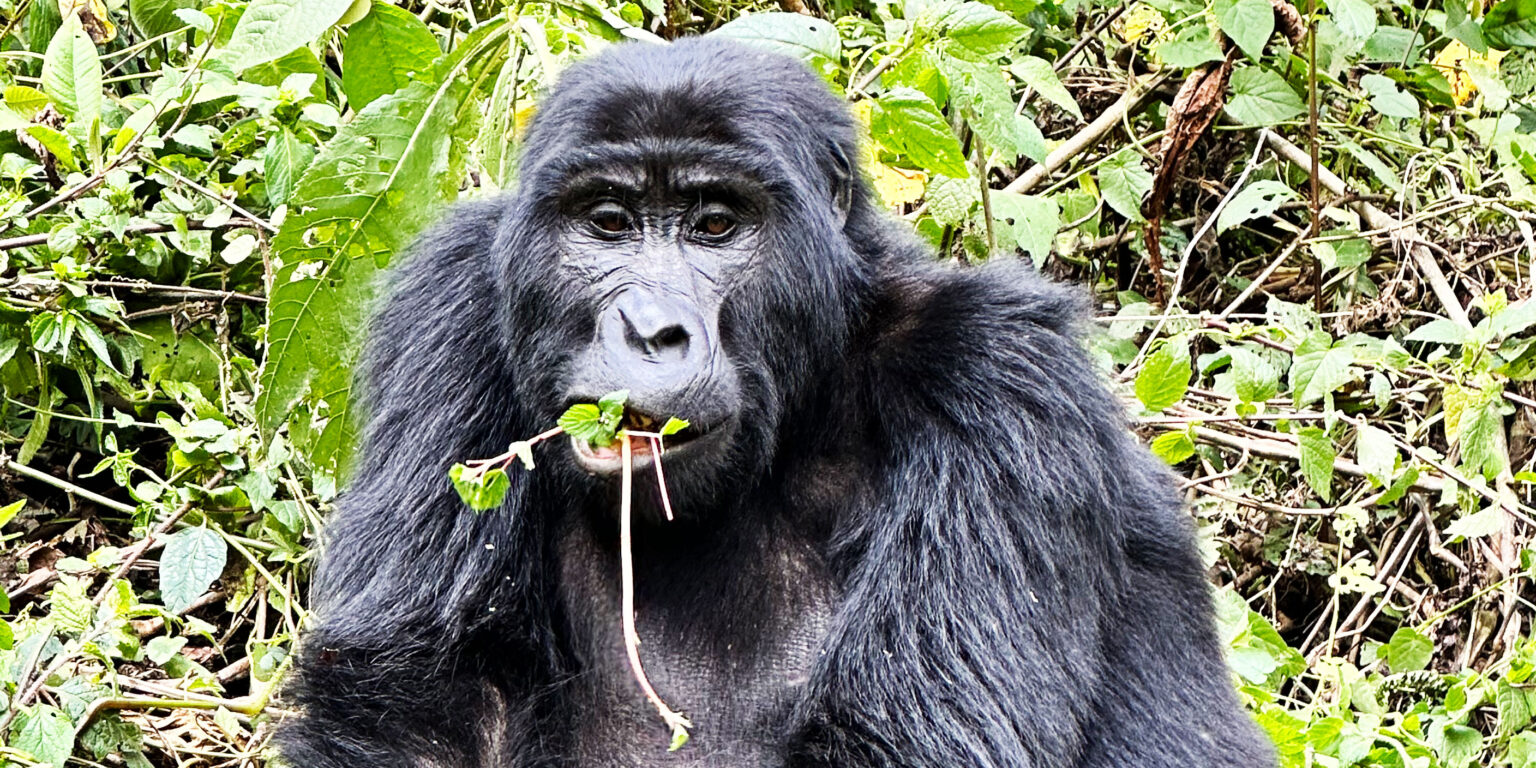 5days primate safari with habariUganda safaris,